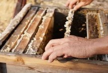 制作蜂箱的注意事項(xiàng)，一般可使用杉木、松木、桐木等木材作為材料