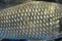 魚(yú)有眼皮嗎，但具有“淚膜”