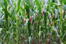 齊豐688玉米栽培技術(shù)要點(diǎn)，中抗絲黑穗病5.4%MR