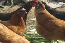 綠殼蛋雞吃什么飼料，是我國(guó)具有一定特色的雞品種