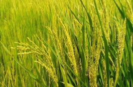 19兩優(yōu)華占水稻栽培技術(shù)要點(diǎn)，畝播種量10～15千克