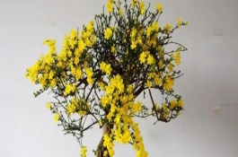 迎春花的養(yǎng)殖注意事項(xiàng)，適宜生長(zhǎng)在10-25℃左右的環(huán)境