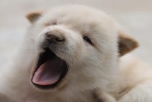 怎么訓(xùn)練臘腸犬，平時(shí)要定期飼喂煮熟的肉食