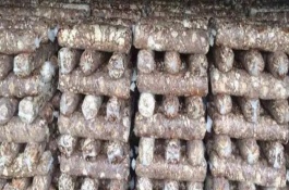 香菇菌棒轉(zhuǎn)色的條件，水分極為重要