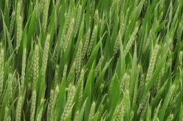 存麥8號(hào)小麥栽培技術(shù)要點(diǎn)，與對(duì)照品種周麥18熟期相當(dāng)