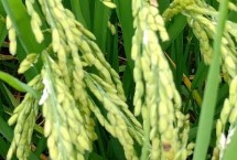 陵7優(yōu)558水稻栽培技術(shù)要點(diǎn)，全生育期150天