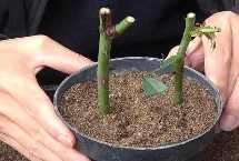 月季花的扦插時(shí)間，嫩枝扦插在每年的4-5月或9-10月