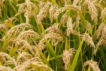 中秈138水稻栽培技術要點，全生育期129.6天