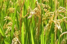 中嘉8號水稻栽培技術(shù)要點(diǎn)，該品種長勢繁茂