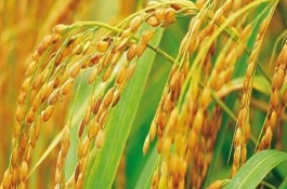 雜交水稻種如何辨別真?zhèn)?，代表我?guó)人民徹底擺脫了饑餓