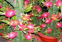 火龍果能否盆栽養(yǎng)殖，可以盆栽但不宜入土太深