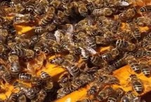 怎樣安全合并蜂群，間接合并的成功率最高