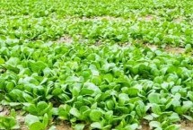 冬天青菜何時澆水施肥，需要選擇顆粒飽滿且無病蟲害的種子