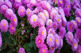 綠色菊花的花語，代表神秘、愛情、浪漫