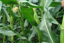 邦玉667玉米栽培技術要點，適宜密度為每畝4500株左右
