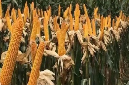 安特6000玉米栽培技術(shù)要點，中抗莖腐病