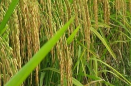 9香優(yōu)007水稻栽培技術(shù)要點(diǎn)，每畝1.2～1.5萬(wàn)穴