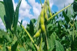 正綠毛豆1號大豆栽培技術要點，生育期間及時鏟趟