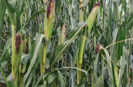 春玉米3月底可以種嗎，推廣種植密度每畝4000-4500株
