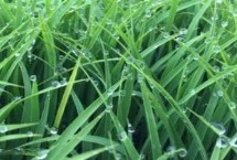 春9兩優(yōu)70水稻栽培技術(shù)要點(diǎn)，全生育期135.0天