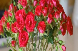 水插鮮花一般幾天換一次水，將鮮花養(yǎng)護(hù)在通風(fēng)陰涼的地方