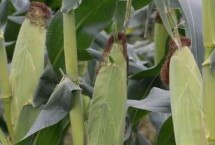BQ1902玉米栽培技術(shù)要點(diǎn)，中抗大斑病