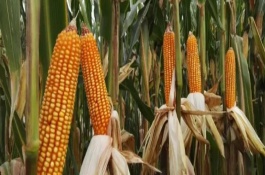 C3061玉米栽培技術要點，4月下旬至5月上旬播種