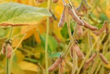 鐵鮮豆14大豆栽培技術(shù)要點，及時防治病蟲草害