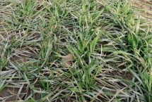 冬小麥?zhǔn)乔锓N夏收嗎，9月中下旬至10月上旬播種來年5月底至6月中下旬收獲