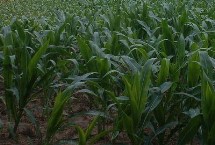 渭玉301玉米栽培技術(shù)要點，屬高淀粉品種