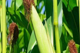 新糯玉14號玉米栽培技術要點，中等肥力以上地塊種植