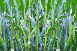 正興3號玉米栽培技術(shù)要點，四川3月中旬至4月初為適播期
