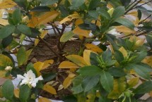 梔子花葉子發(fā)黃的原因，可能是水分不當(dāng)或光照不當(dāng)?shù)? class=