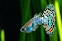 孔雀魚(yú)二個(gè)月長(zhǎng)多大，環(huán)境刺激和年齡較大等均會(huì)導(dǎo)致