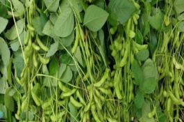 桂春豆106大豆栽培技術要點，在此密度范圍內