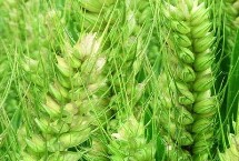 淮麥178小麥栽培技術(shù)要點，適宜播期10月上中旬