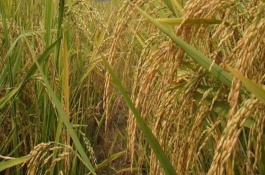 Y兩優(yōu)7號(hào)水稻栽培技術(shù)要點(diǎn)，注意防治稻瘟病