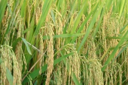 春S水稻栽培技術(shù)要點(diǎn)，春S水稻種子特征特性