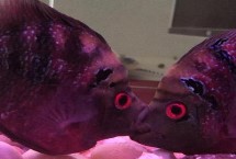 鸚鵡魚和哪些魚混養(yǎng)比較美觀，麒麟鸚鵡魚呈黑色