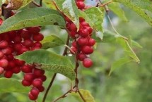 五味子的繁殖方法，畝產(chǎn)1500-3000斤鮮貨