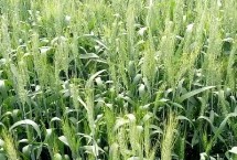 滑昌麥26小麥栽培技術要點，適宜播種期10月上中旬