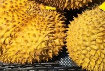 如何挑選成熟的榴蓮，氣候不適宜、種植成本高皆是重要原因