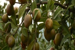 油茶樹(shù)有哪些高產(chǎn)品種，以下6種的產(chǎn)量較高