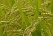 神農(nóng)39水稻栽培技術(shù)要點，在6月20日左右播種