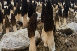 羊肚菌適合在什么地方生長，成本大約10000元左右