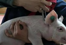 20頭份的豬瘟打多少豬，需要根據(jù)豬的大小而定