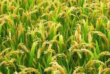 南方水稻和北方水稻的區(qū)別，早稻播種時(shí)間4月上中旬