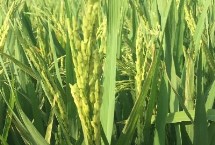旱兩優(yōu)8209水稻栽培技術要點，每畝用種量5千克