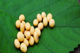 墾豆60大豆栽培技術(shù)要點(diǎn)，在適應(yīng)區(qū)5月上中旬播種