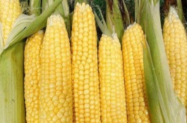 航甜8號玉米栽培技術要點，注意防澇抗旱及病蟲防治